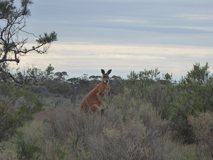 Enjoy the experience of seeing unique Australian animals in their natural setting.