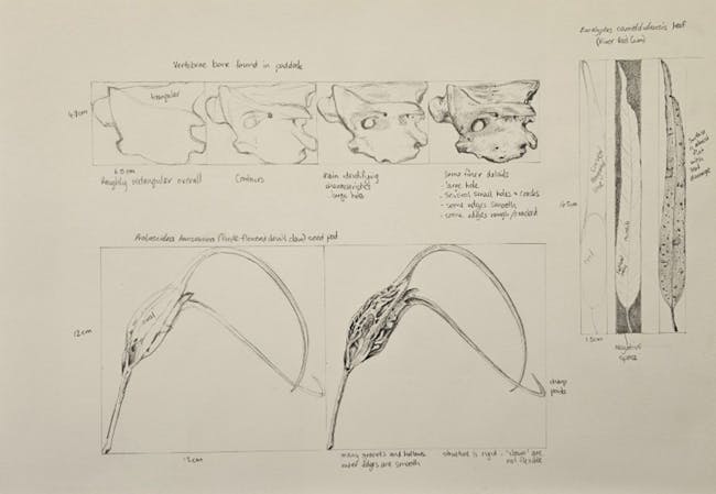 Scientific Drawing