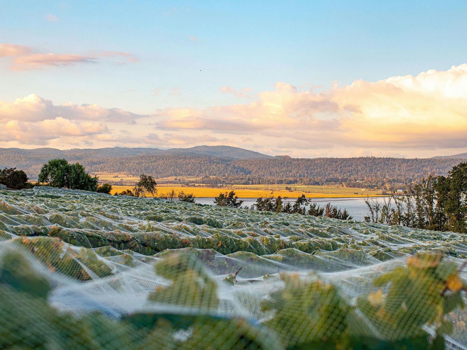 netted vines on the hillside at Evenfall