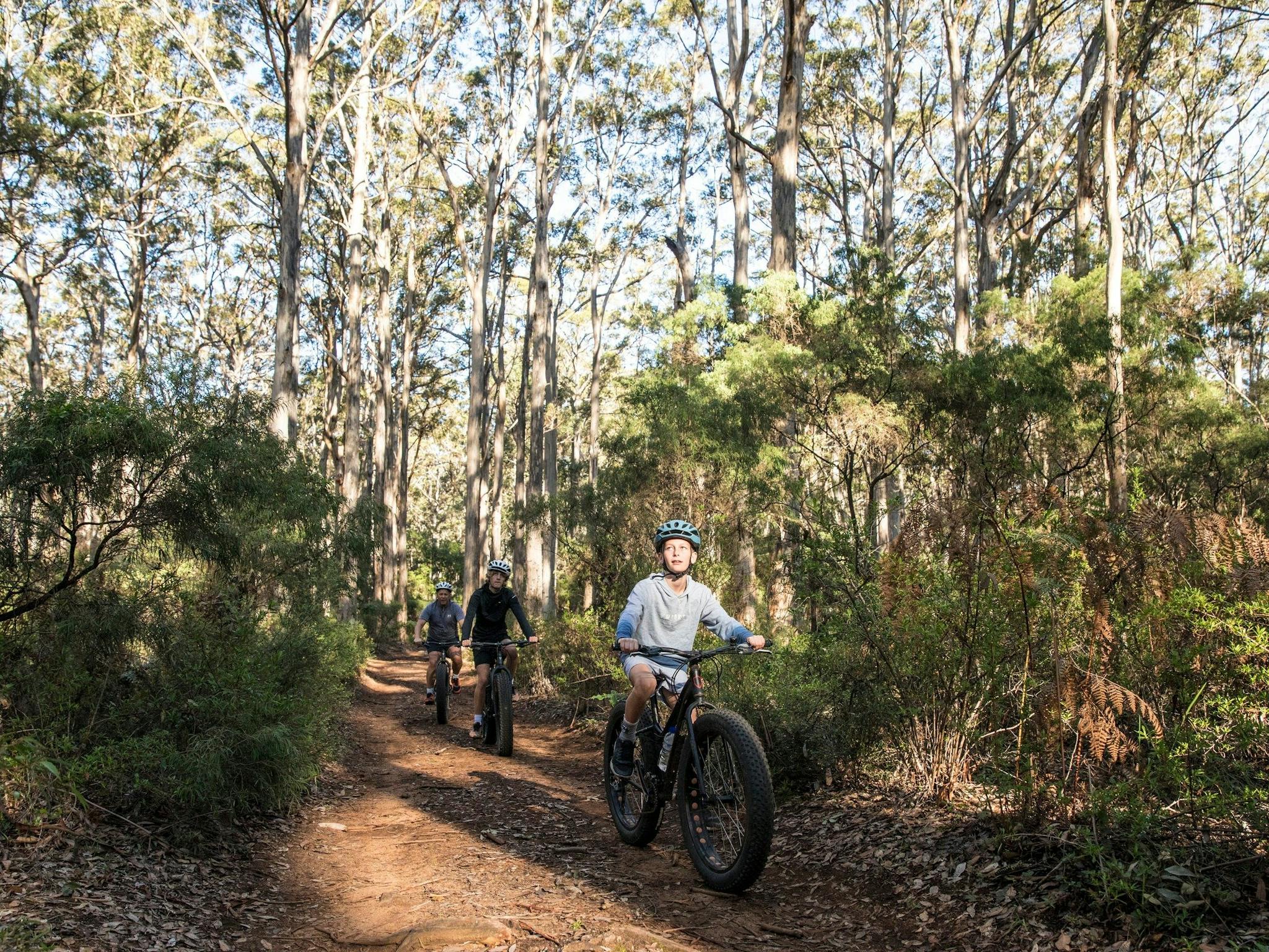 Boranup Karri Forest, Margaret River, Western Australia