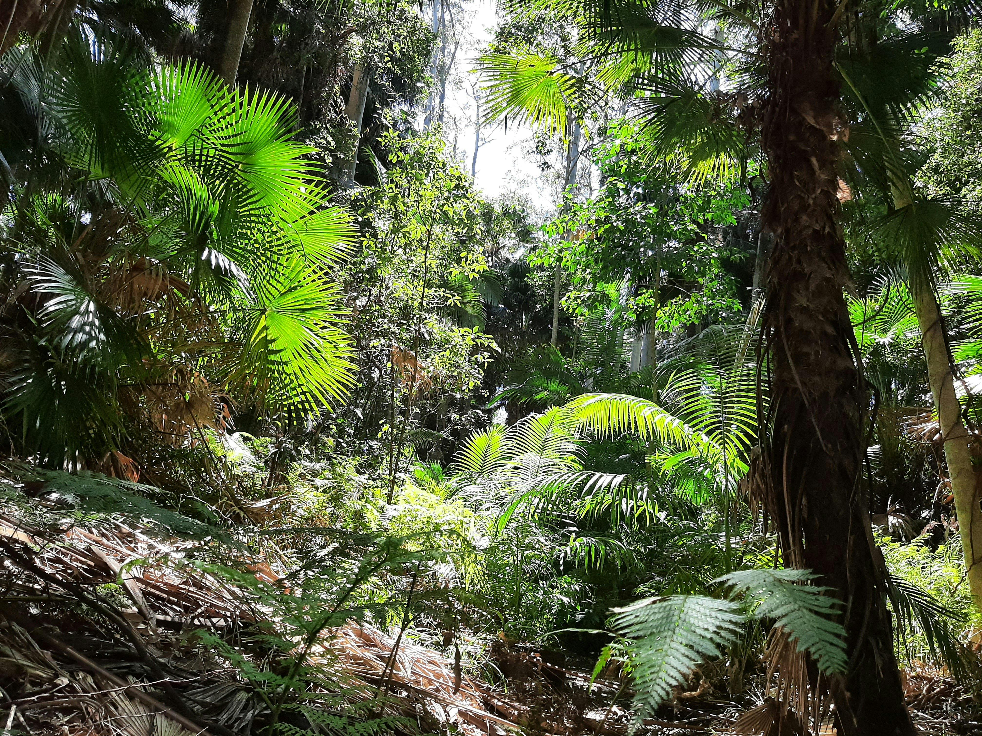 Sunlight coming through trees at Alex Forest