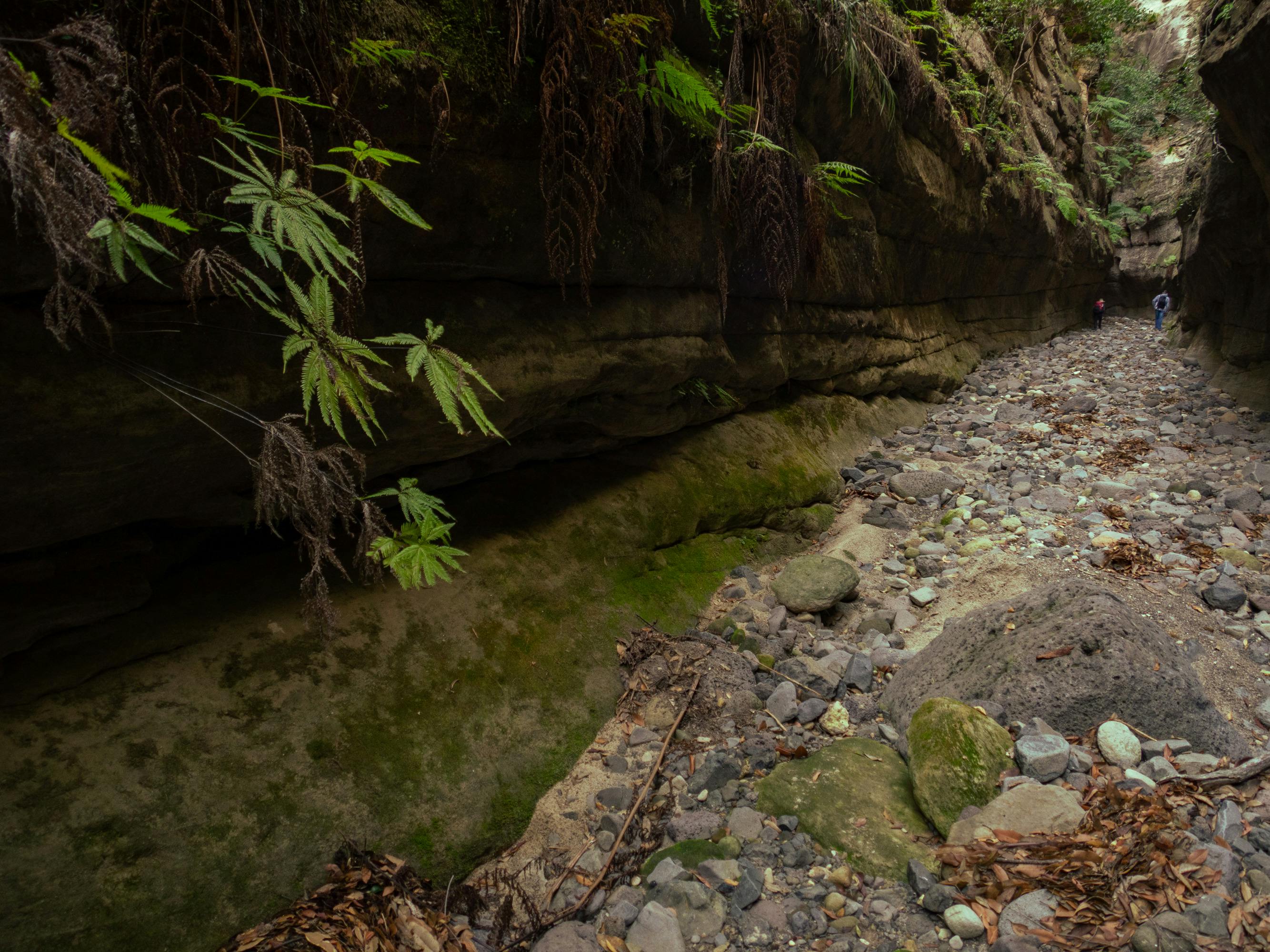 Ferns hang in the foreground as a narrow side-gorge extends off into the distance, Carnarvon Gorge.