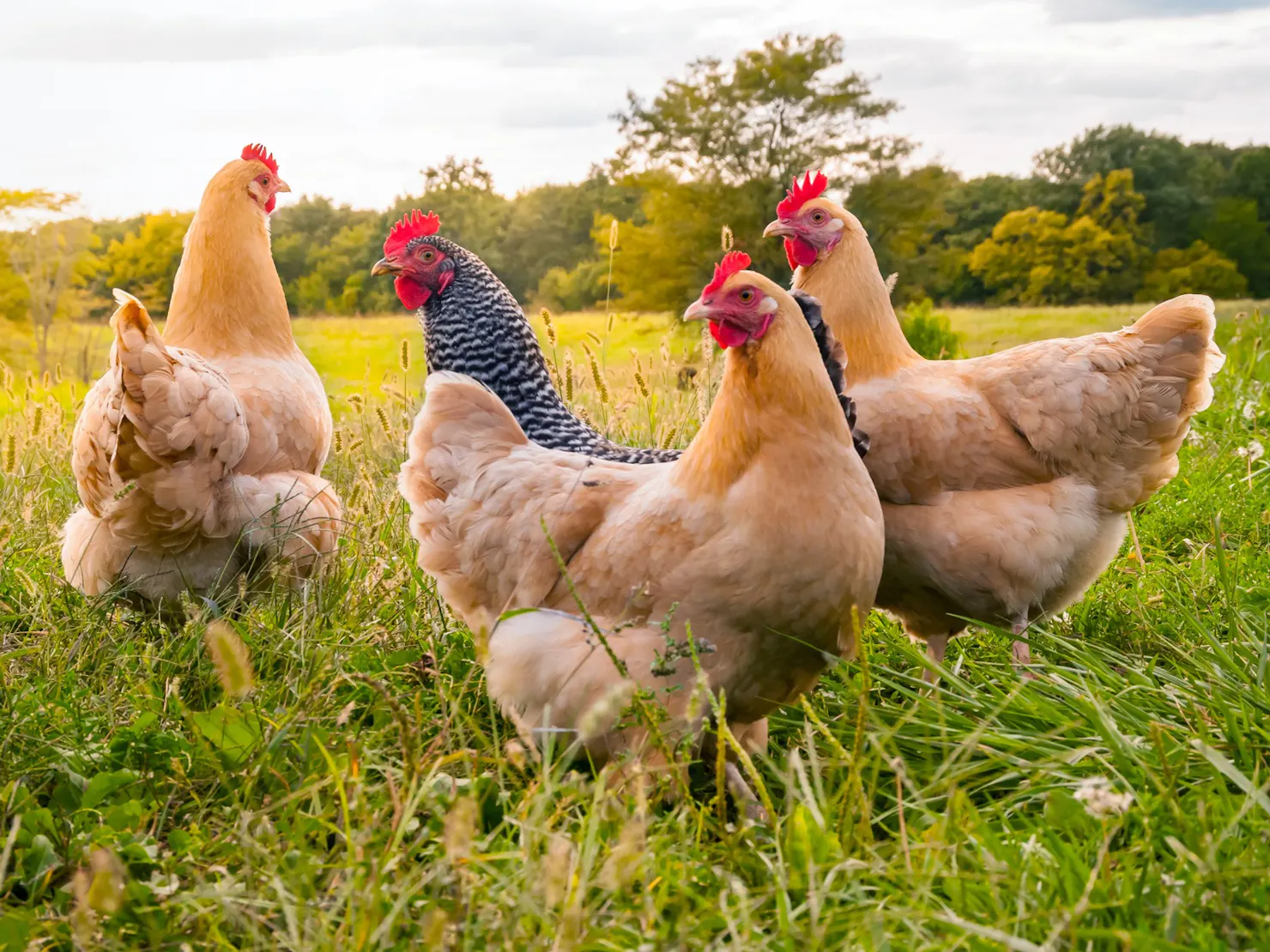 Fresh, clean eggs