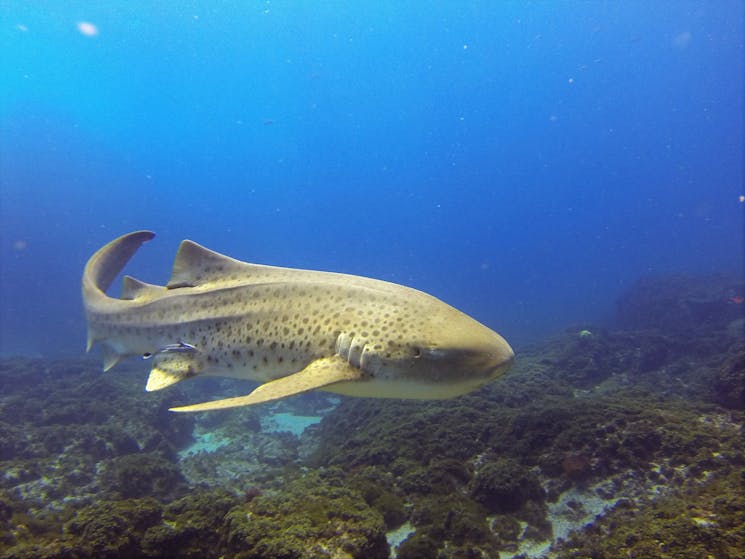 Leopard Shark