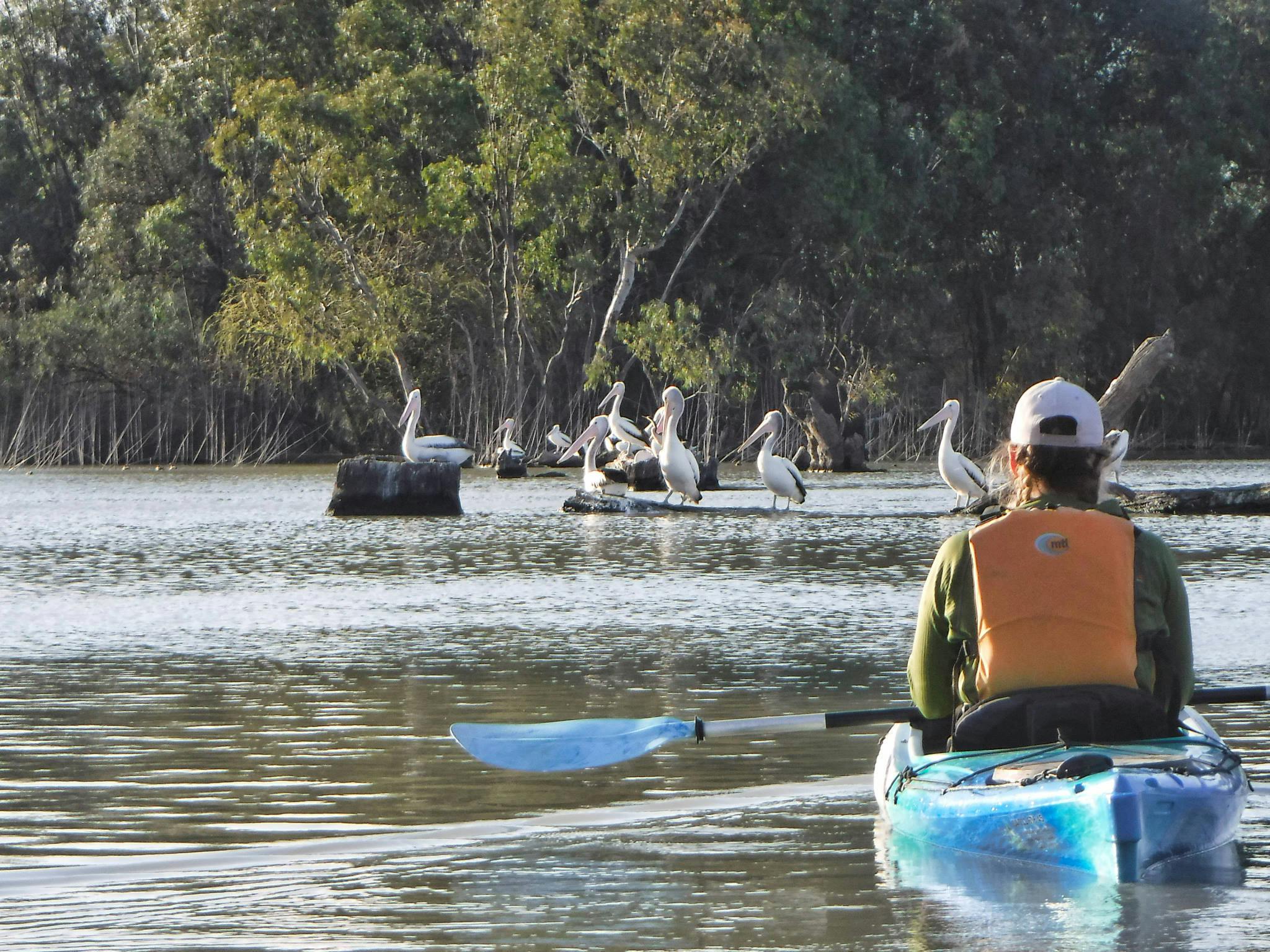 Come and meet the locals (Pelicans)