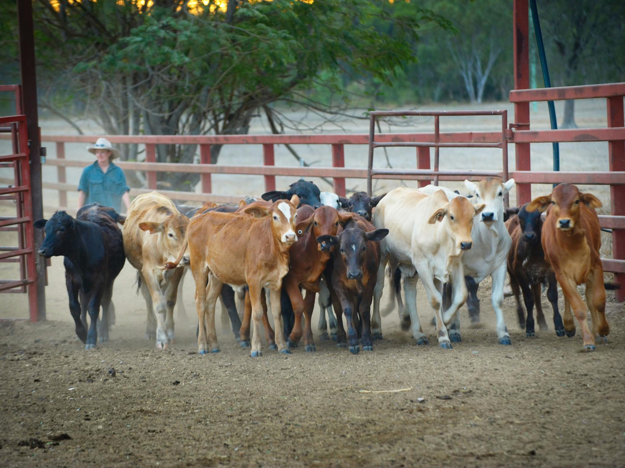 Dalrymple Sales Yards - Cattle Sales in Charters Towers - The Fold ...