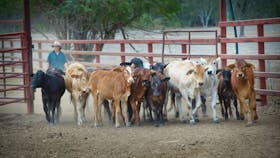 Dalrymple Sales Yards - Cattle Sales