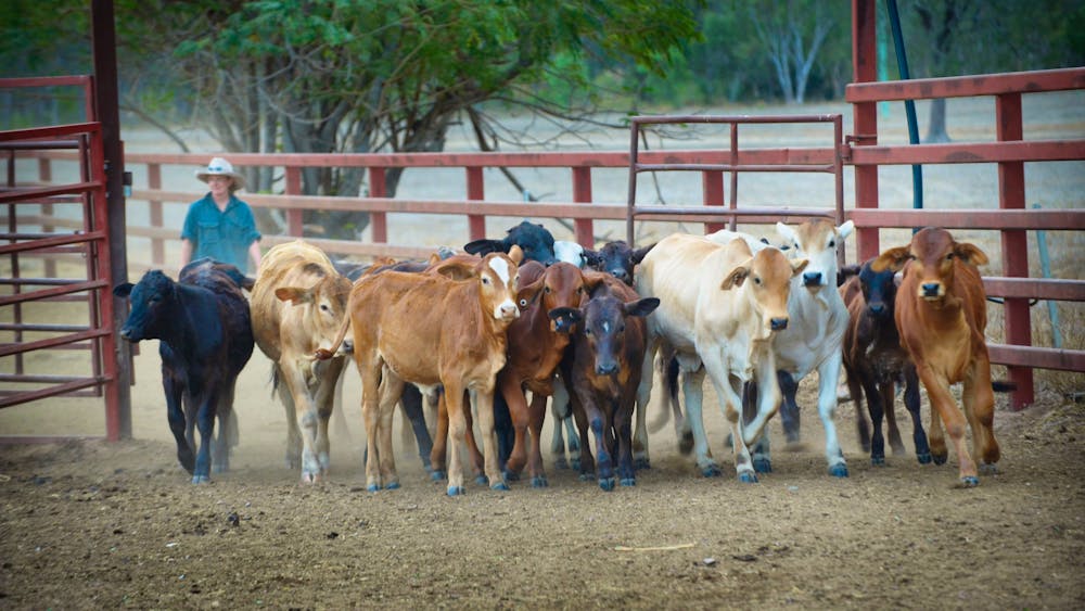 Dalrymple Sales Yards - Cattle Sales