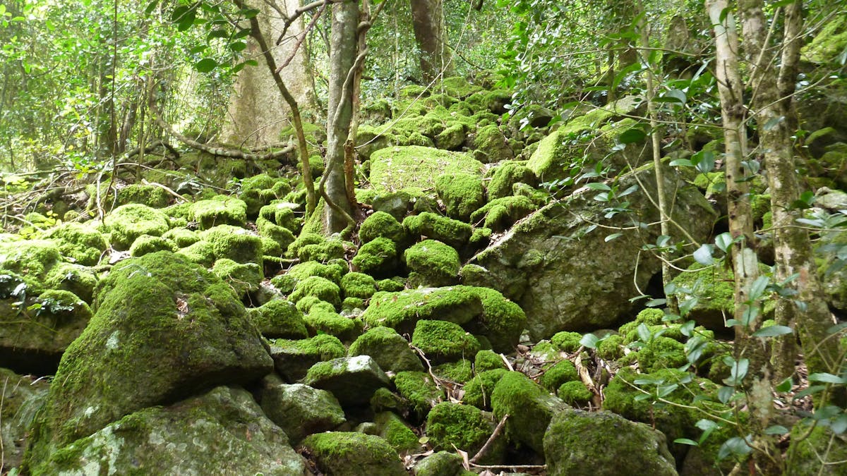 Beautiful green Moss on the rocks