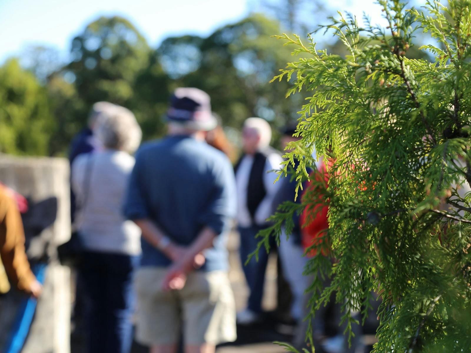 Green tree in focus with cemetery tour group blurred in the background at a Rookwood Cemetery tour