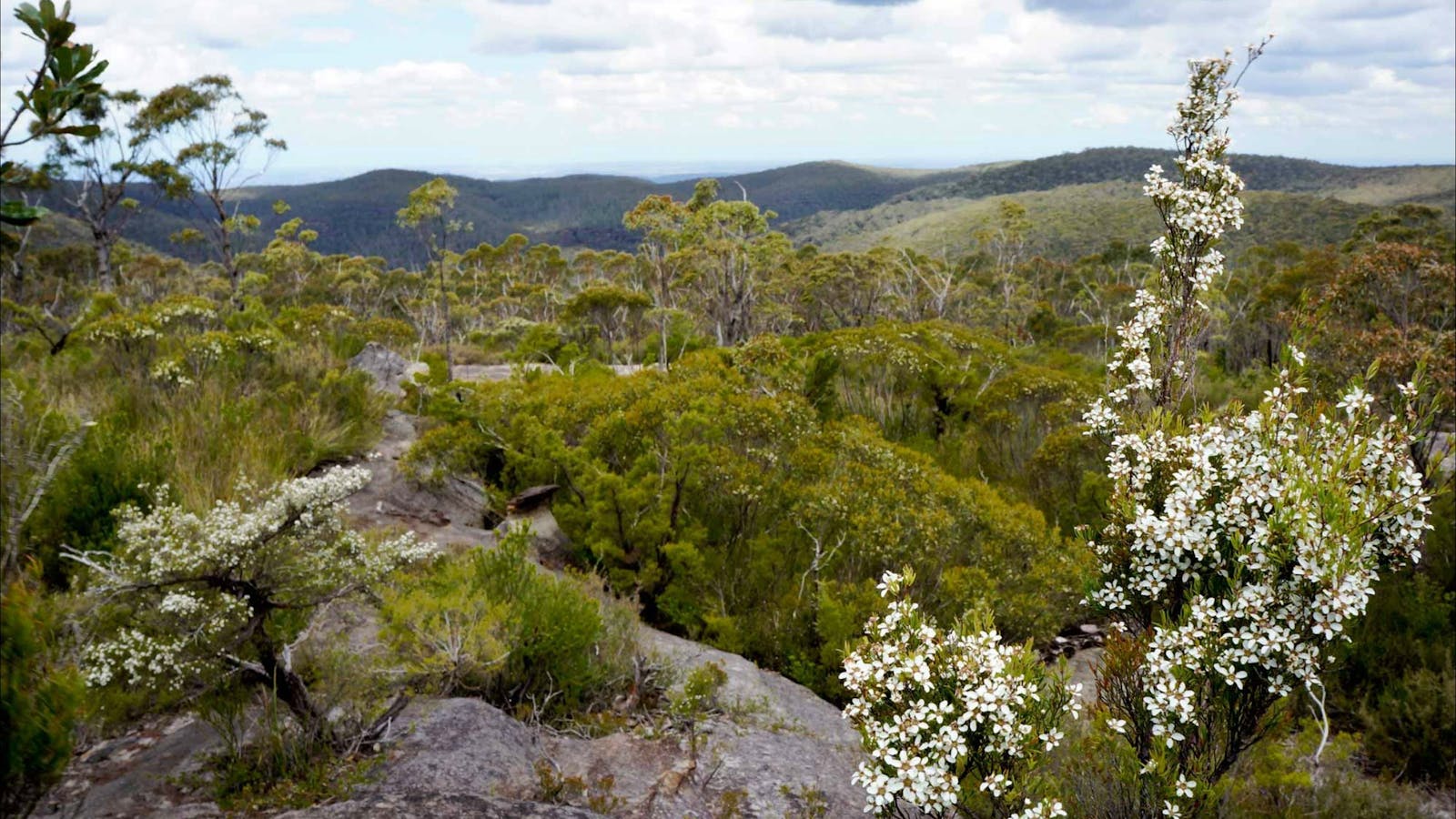 Murphys fire trail – Woodford to Murphys Glen campground