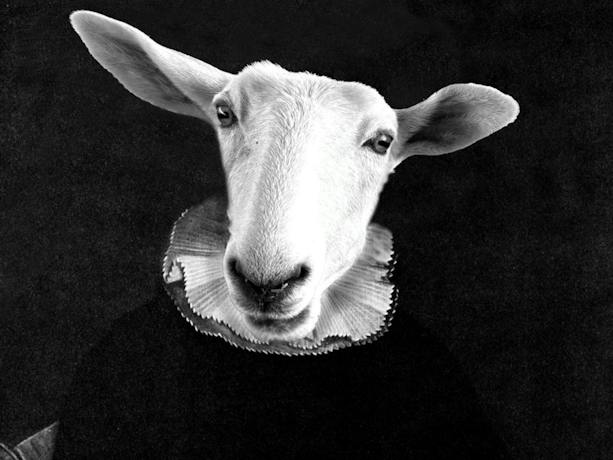 A photograph of the head of a goat, superimposed on an Elizabethan man with a ruffed collar.