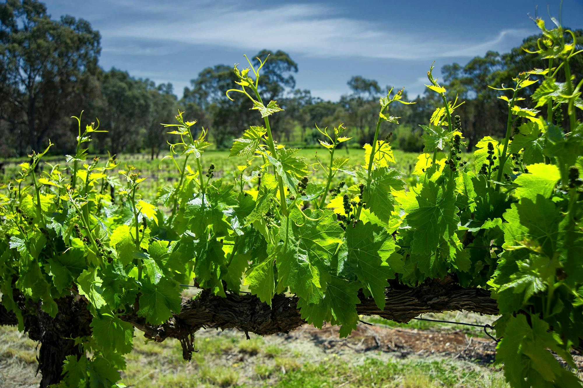 Barossa Vineyard