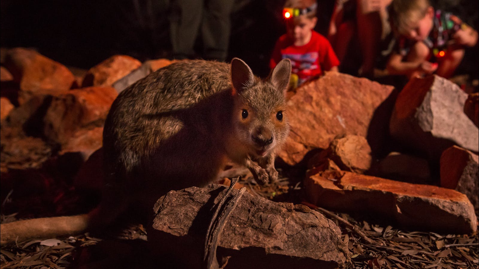 Alice Springs Desert Park – Nocturnal Tour