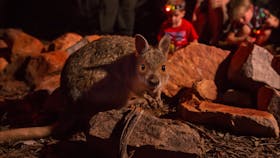 Spectacled hare-wallaby up close