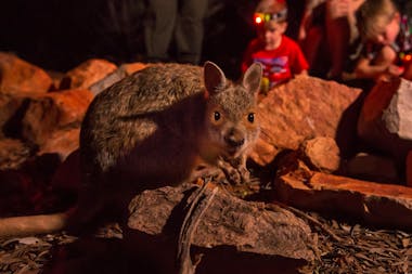 Alice Springs Desert Park – Nocturnal Tour