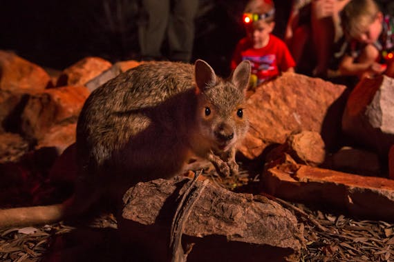 Alice Springs Desert Park – Nocturnal Tour