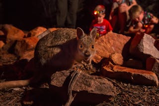 Alice Springs Desert Park - Nocturnal Tour
