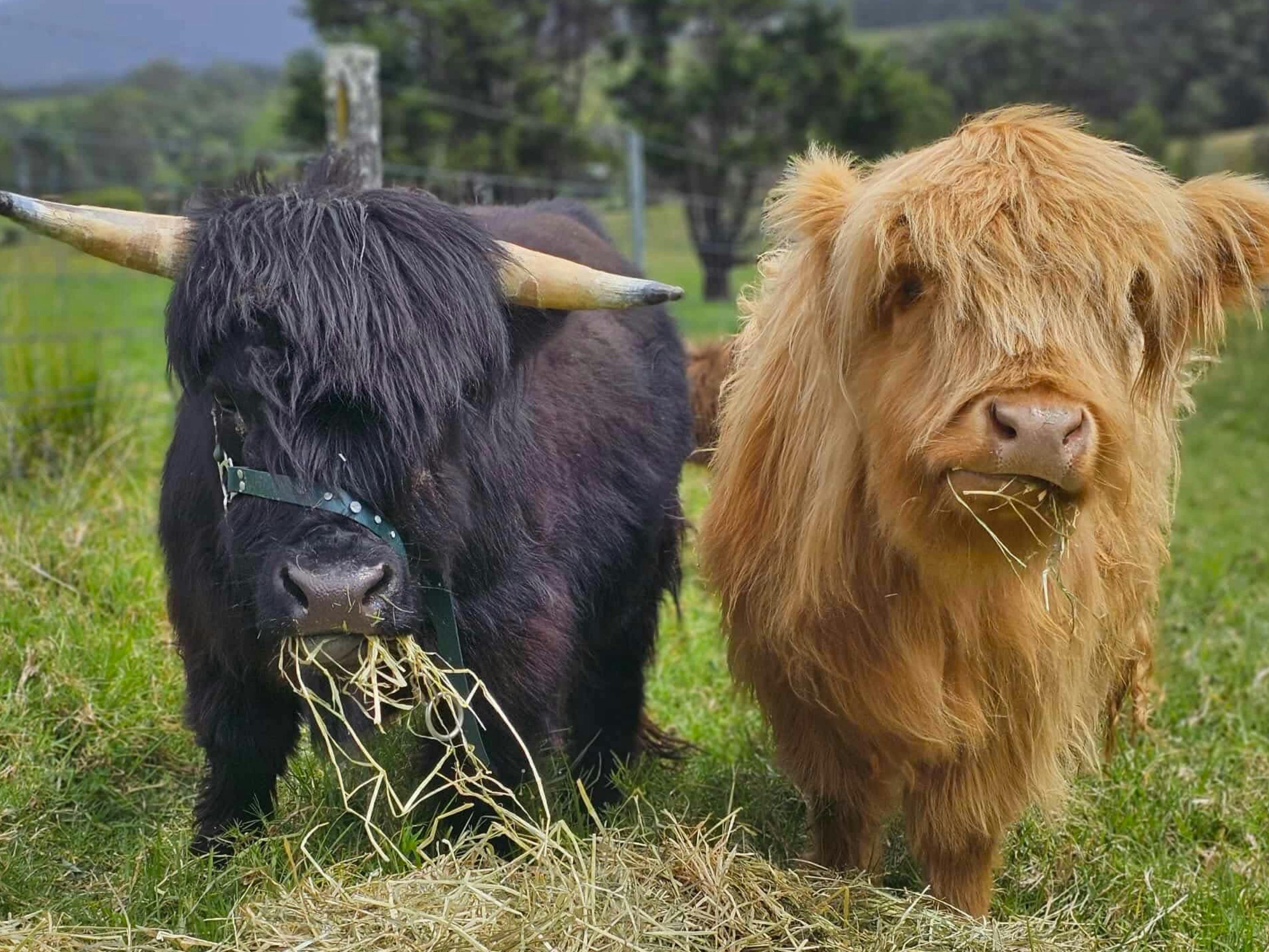 COOS & Clay - Interactive Highland Cow Art Experience