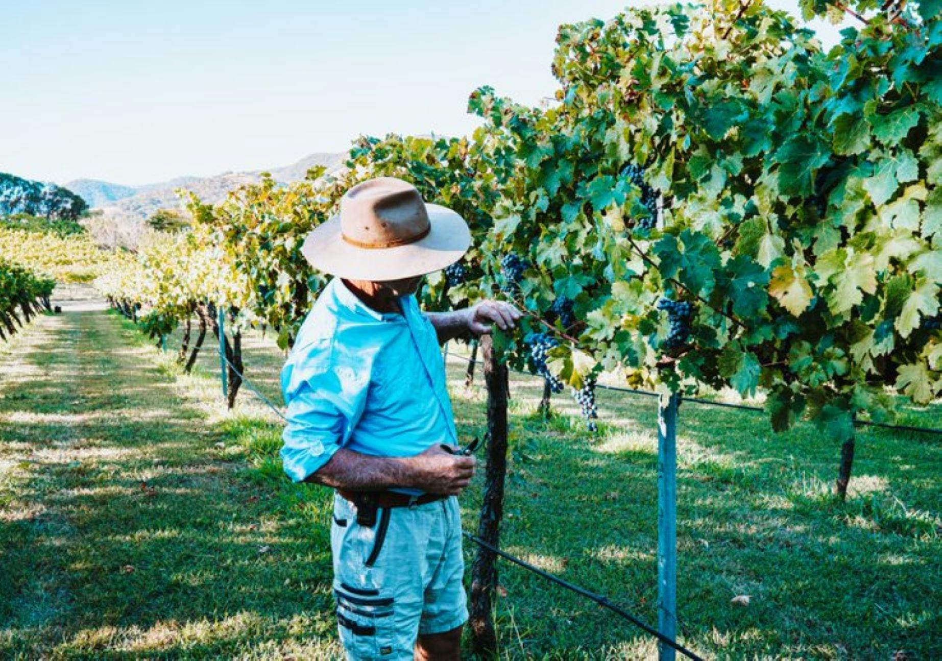 Mike in vineyard