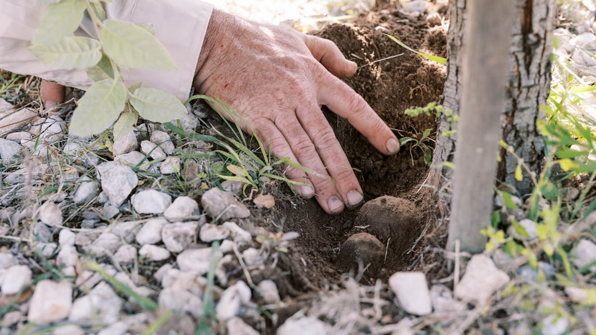 ben truffle in ground