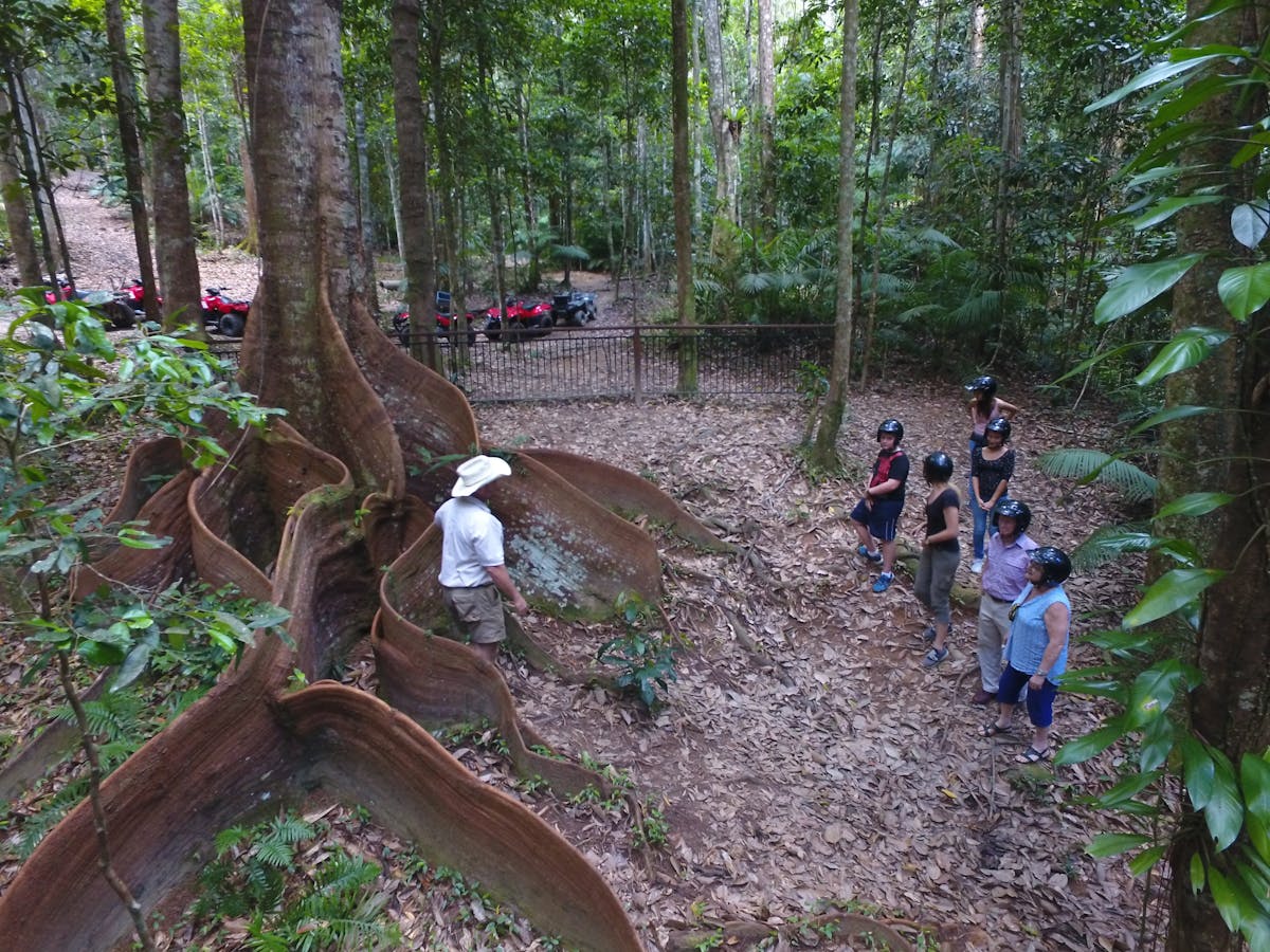 Amazing rainforest trees