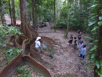 Amazing rainforest trees