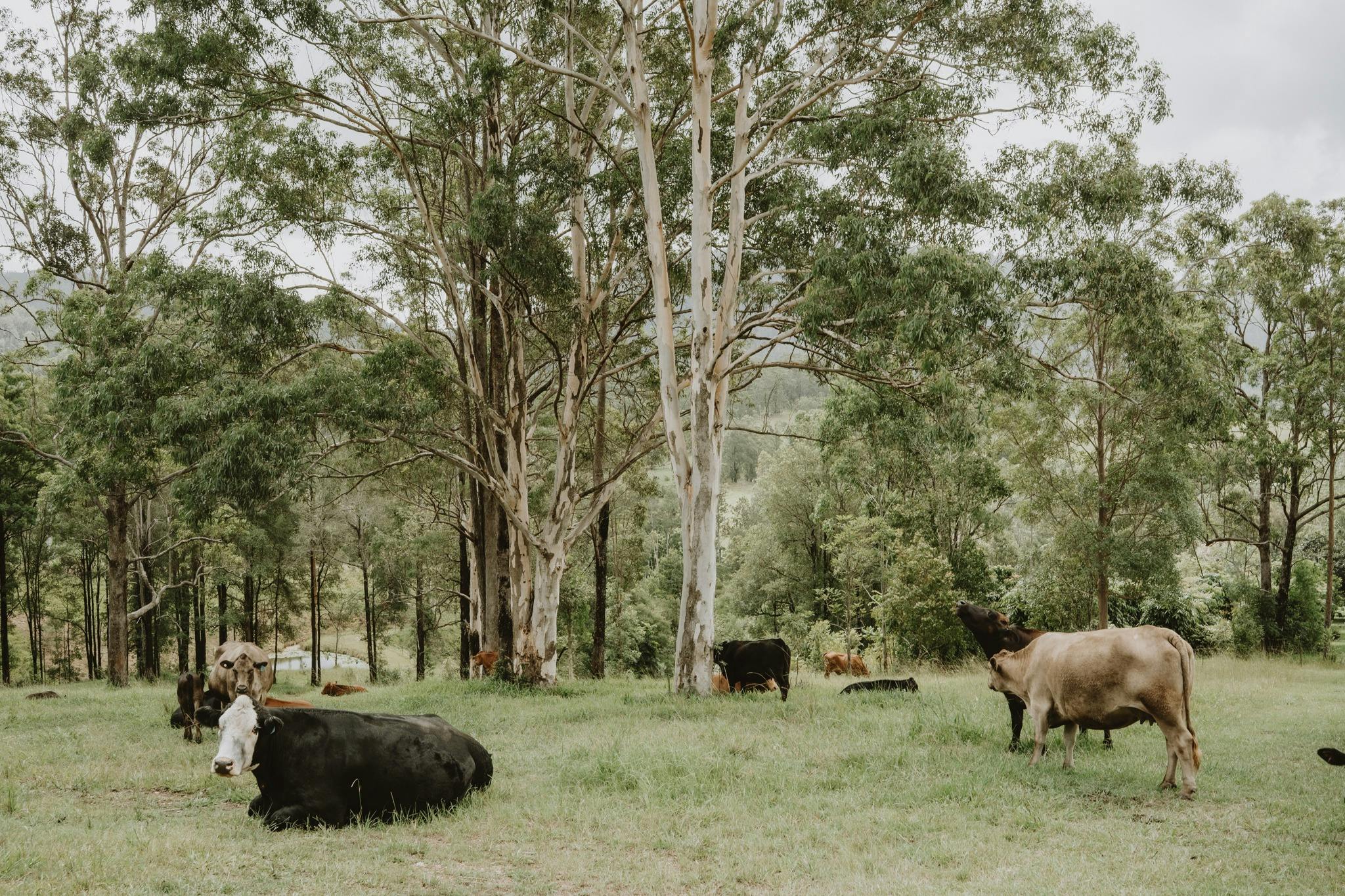 The Shed at Nahele a relaxed retreat and farmstay surrounded by nature in the Nambucca Valley