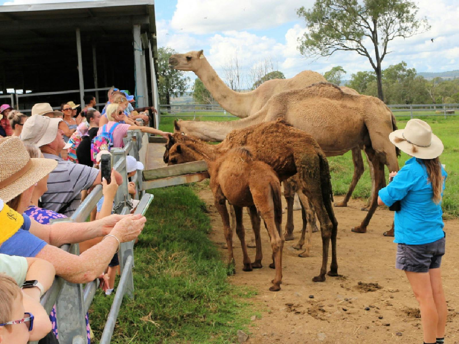 50% off Kid's Tickets - Tour, Taste & Camel Encounter