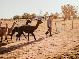 We have nearly 100 alpacas on our farm and most of them love to meet new people and say hello