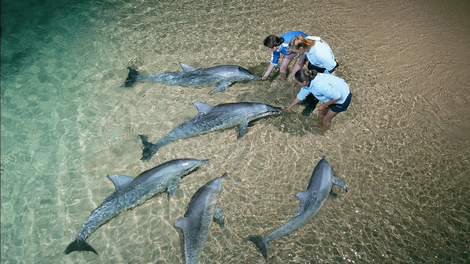 Dolphin Viewing