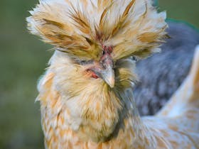 Royal Canberra Poultry Show 2024 Cover Image