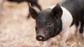 Fat Pig Farm