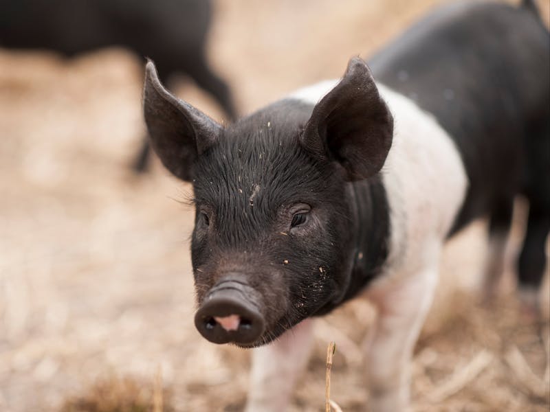 fat-pig-farm-discover-tasmania