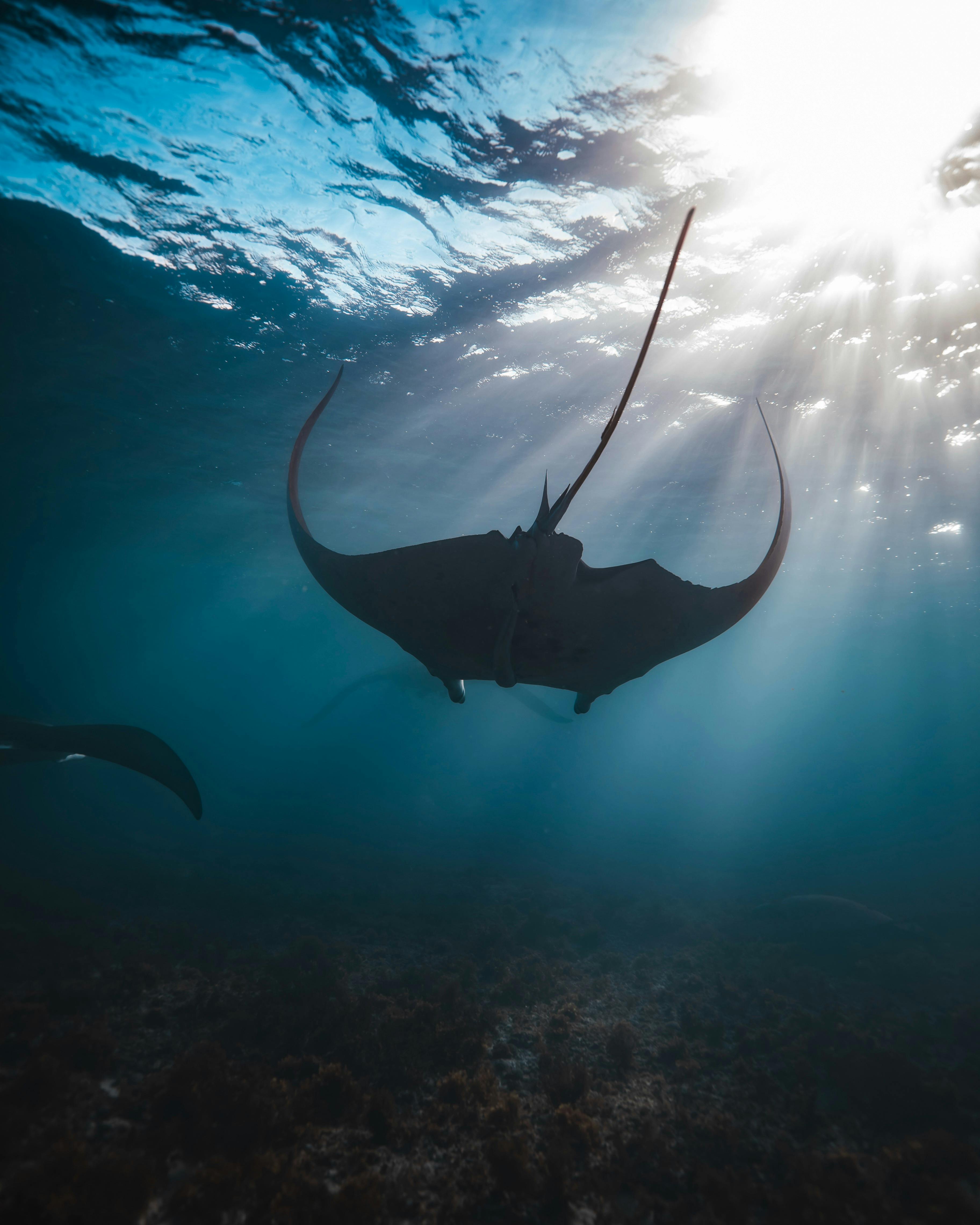 tour swimming with manta rays