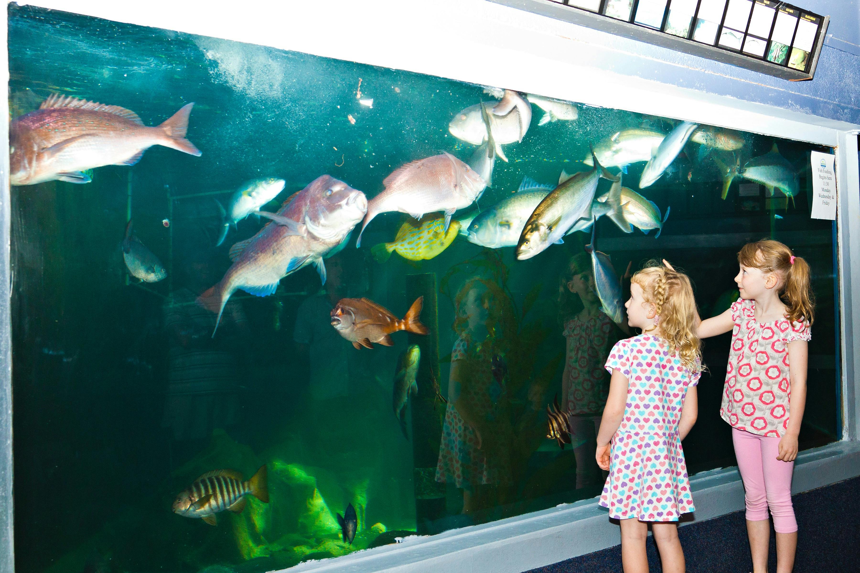 Merimbula Aquarium, Sapphire Coast
