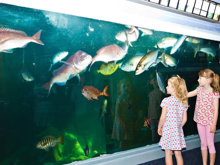 Merimbula Aquarium, Sapphire Coast