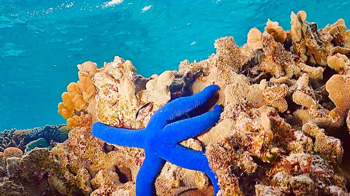 Starfish