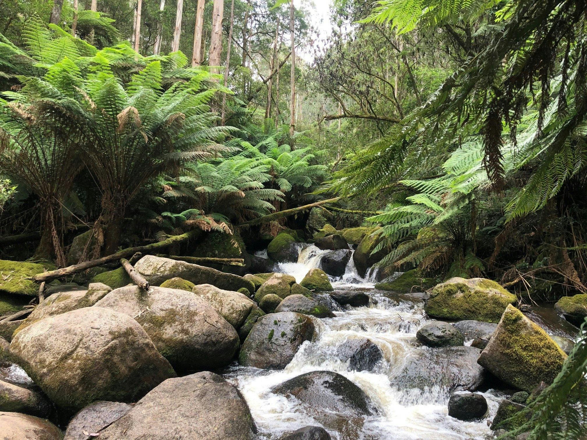 Toorongo River
