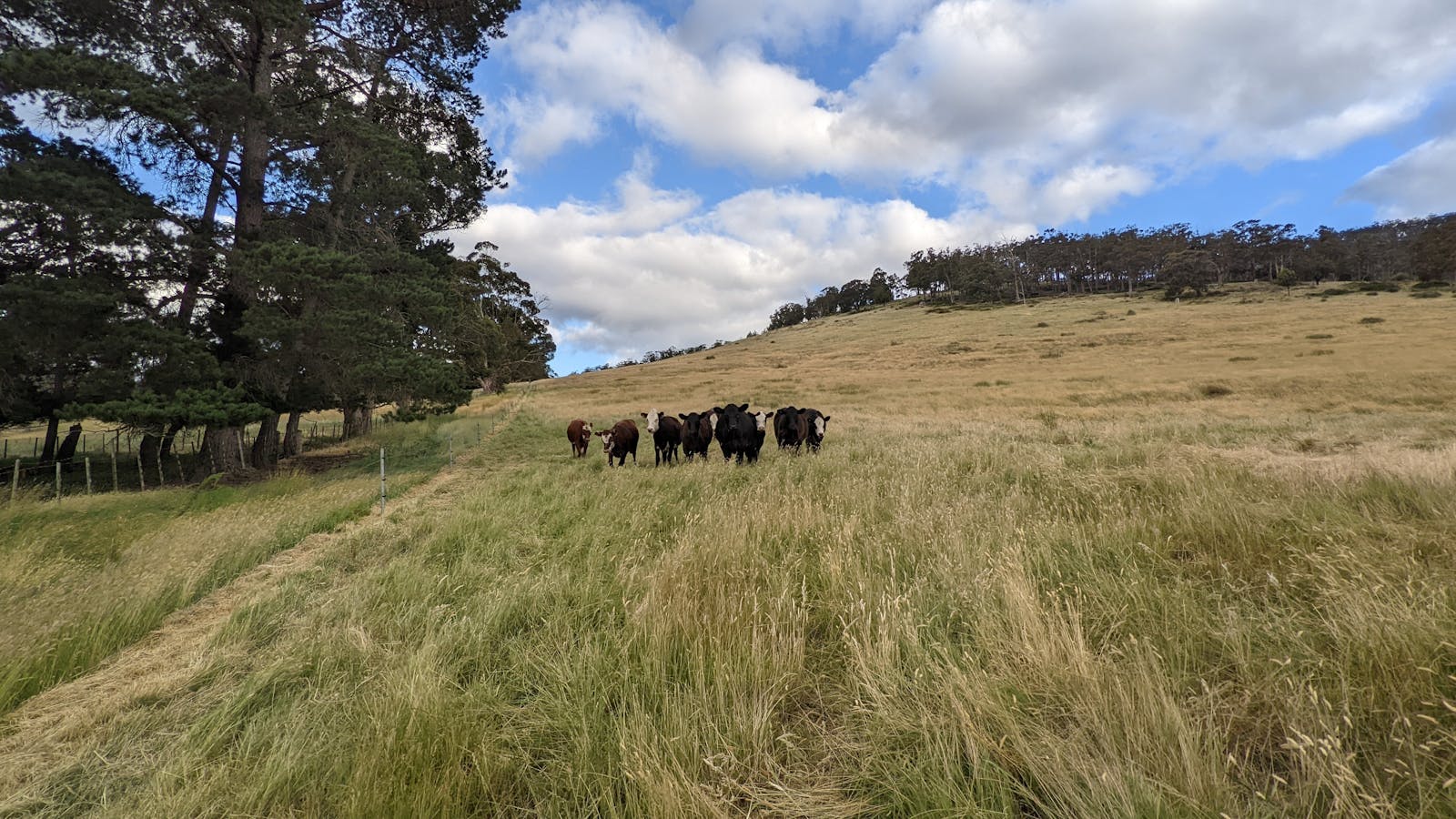 Cattle stroll