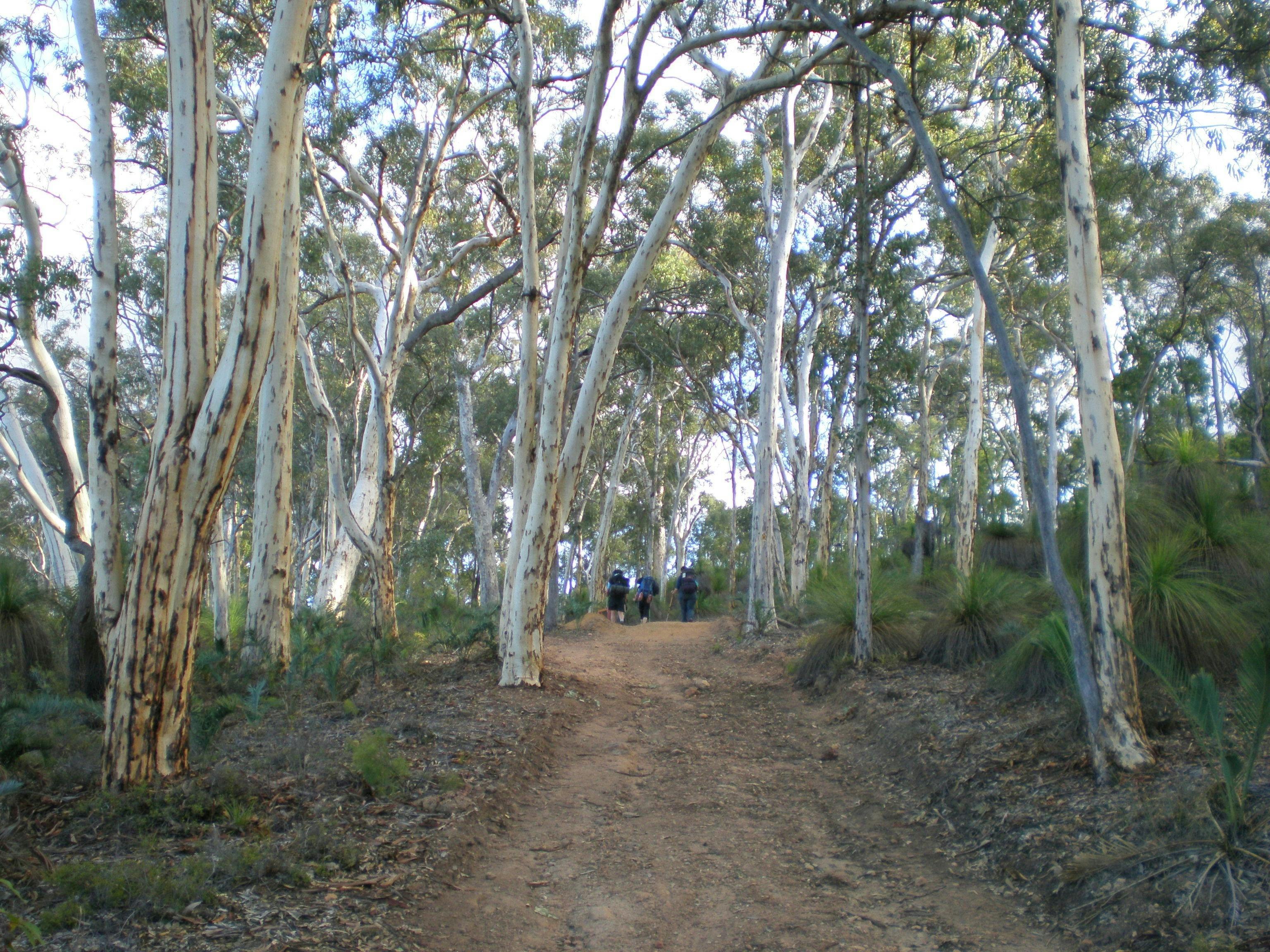 Bibbulmun Track, Kalamunda, Western Australia