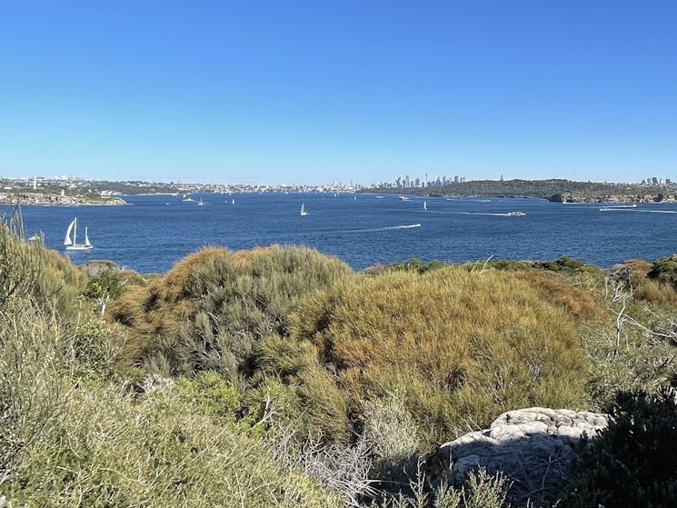 Shrubs and harbour views from North Head
