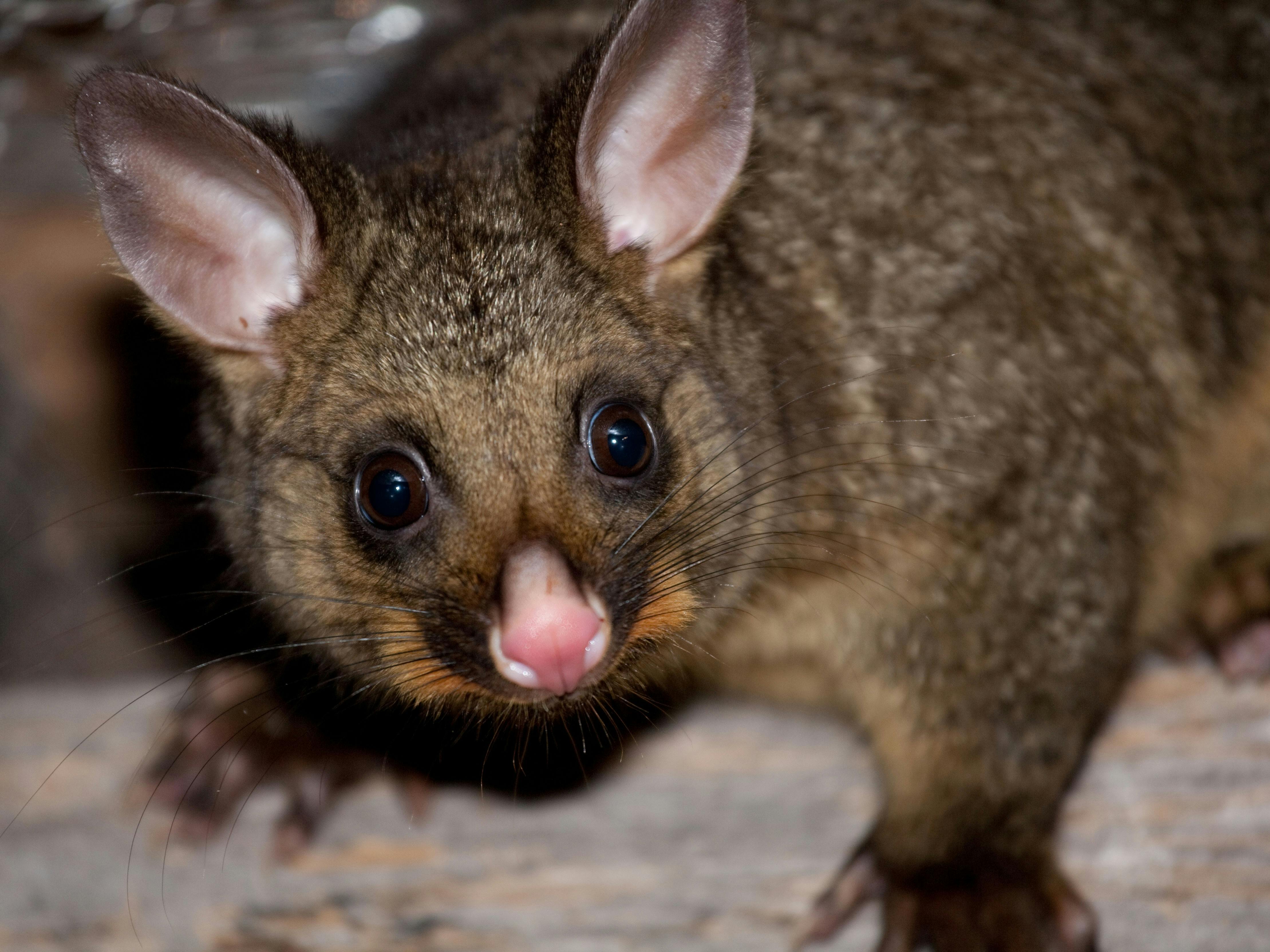 silver-black brush-tail possum taking a look
