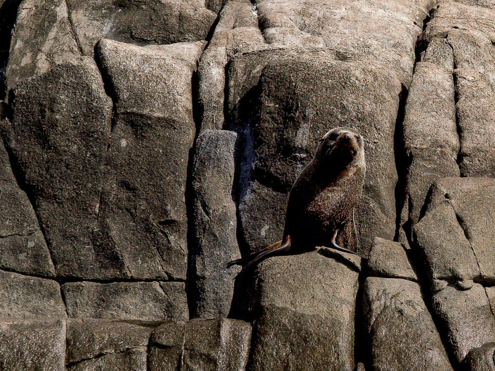 Australian fur seal perched on granite rocks at the water's edge.