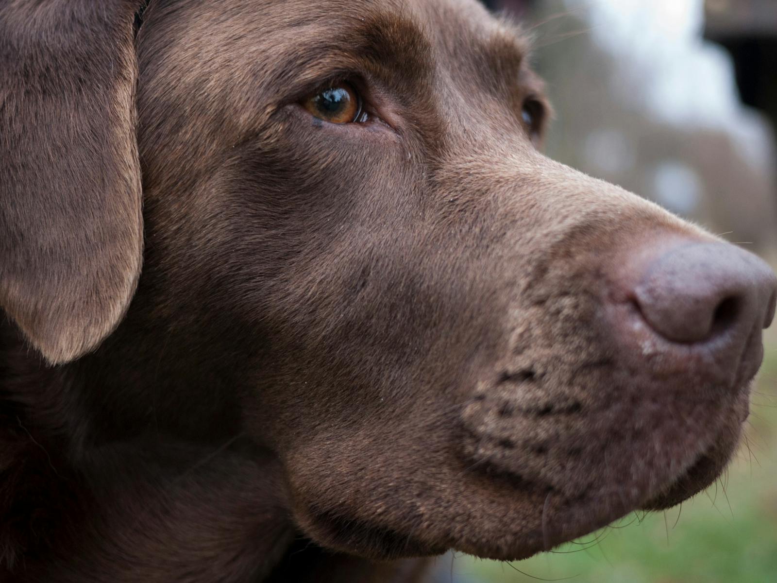 Image for Truffle Dog Hunt n Lunch