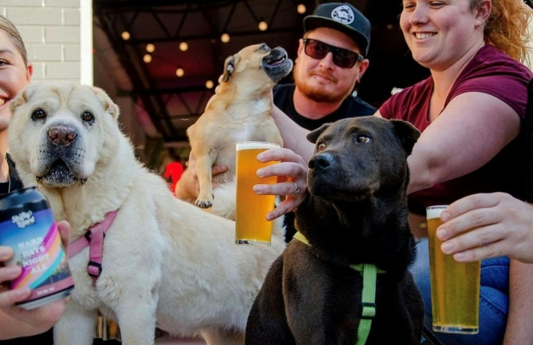 Frothie's and Fido's at Hard Days Night