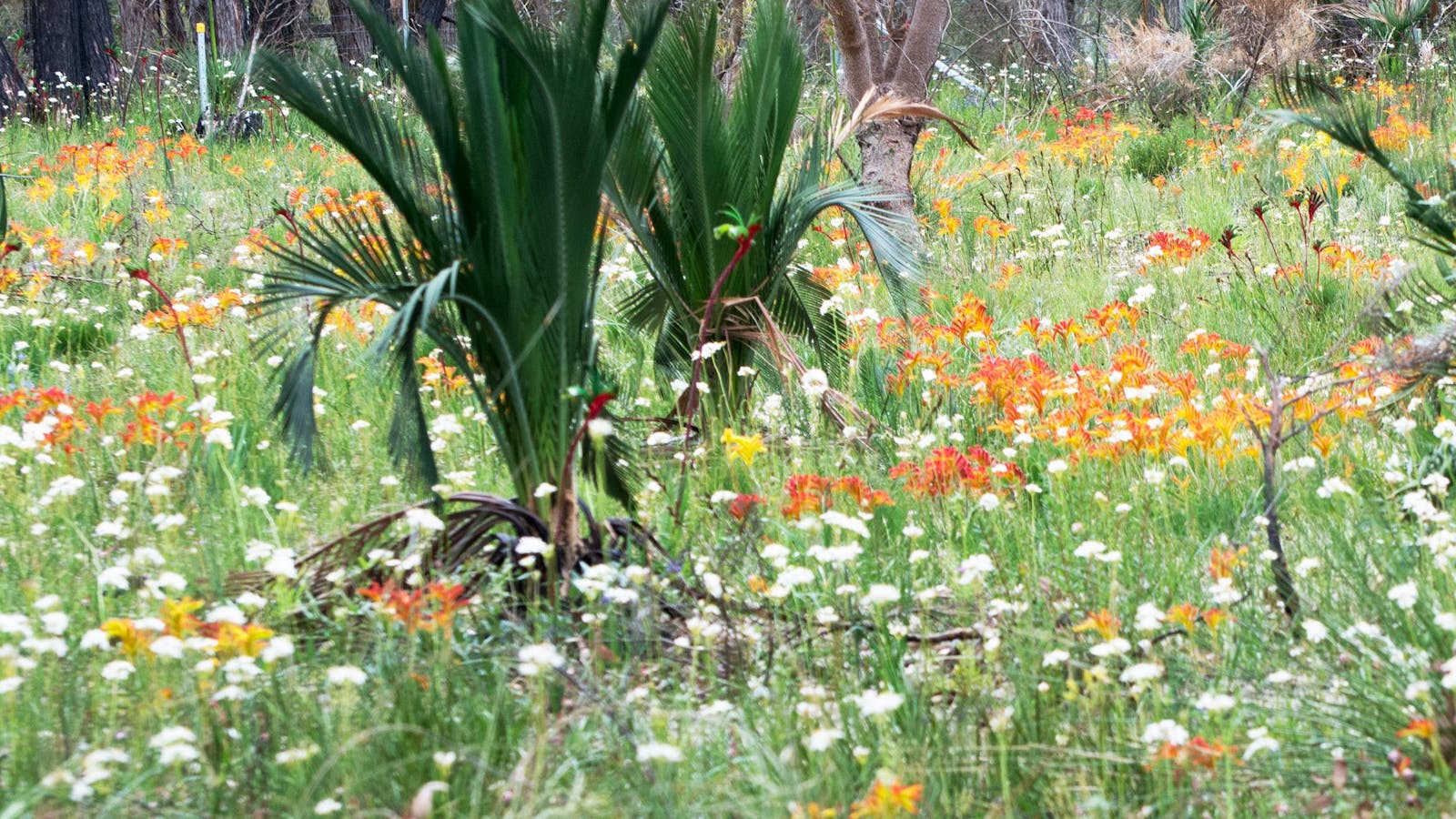 Spring Wildflower