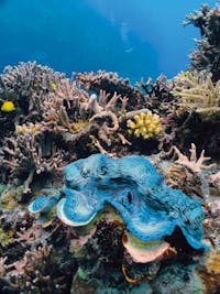 Swim lively coral gardens in the outer Great Barrier Reef