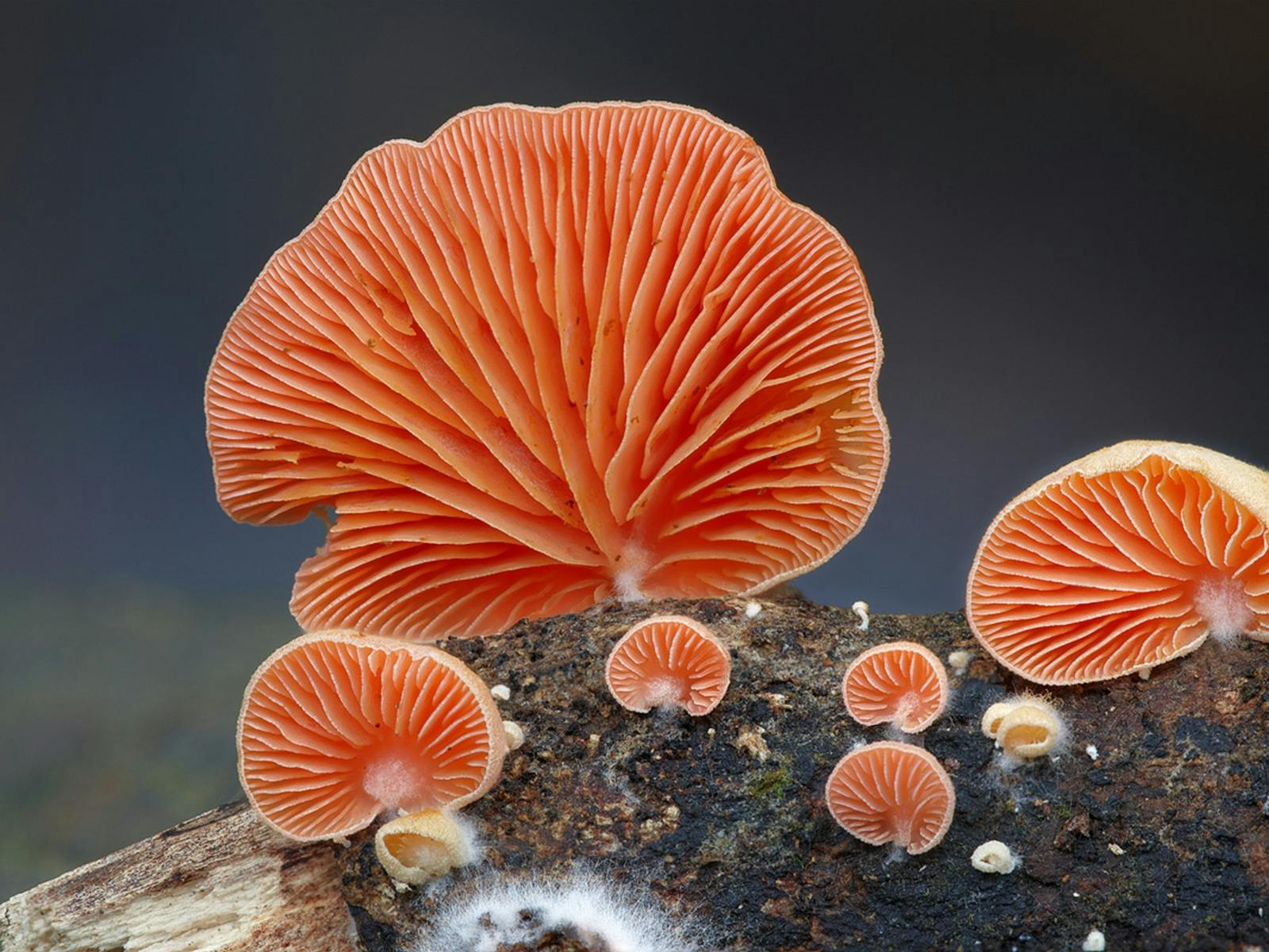 Orange fungi