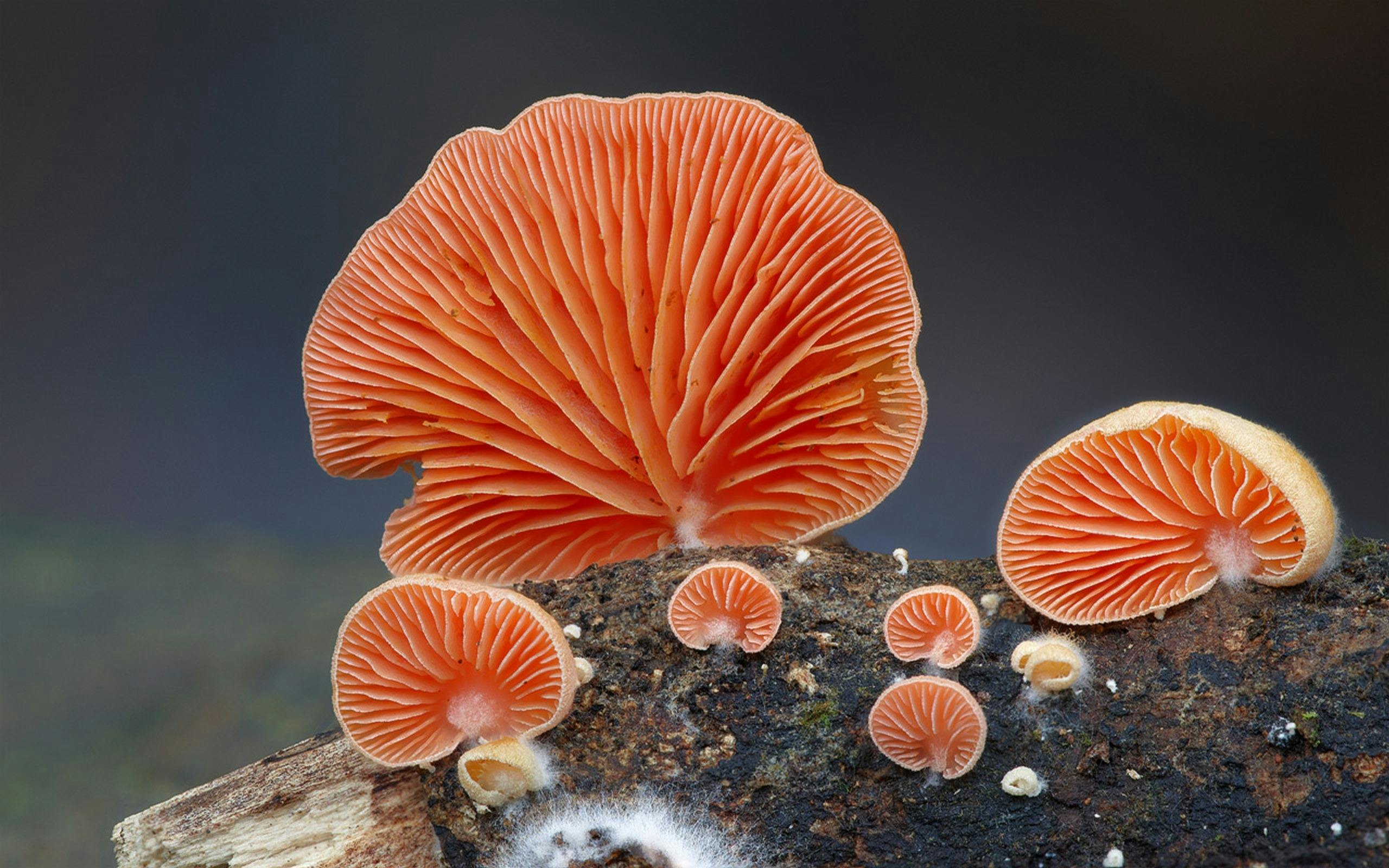 Orange fungi